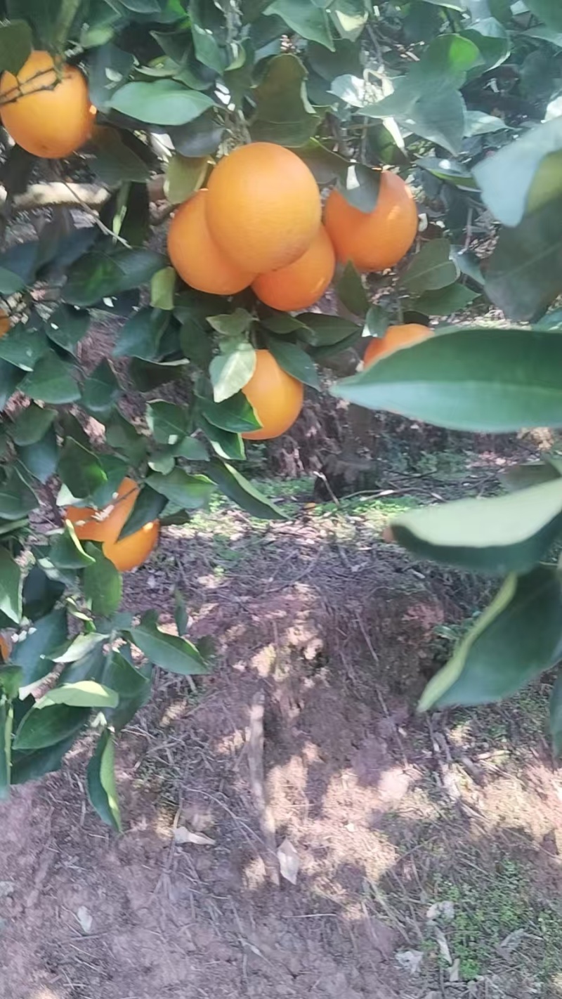正宗湖南芷江冰糖橙
