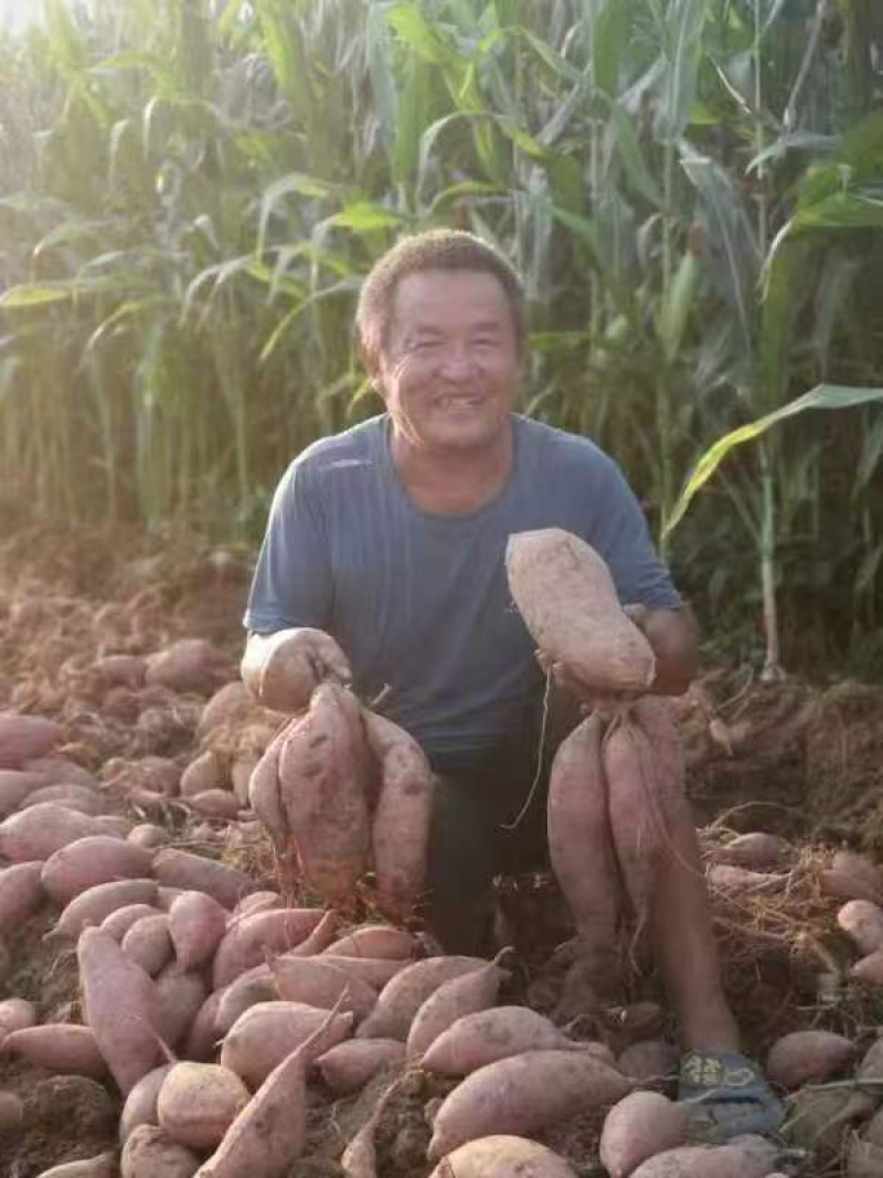 山东济宁泗水县西瓜红红薯苗品质保证诚信经营欢迎老板预定
