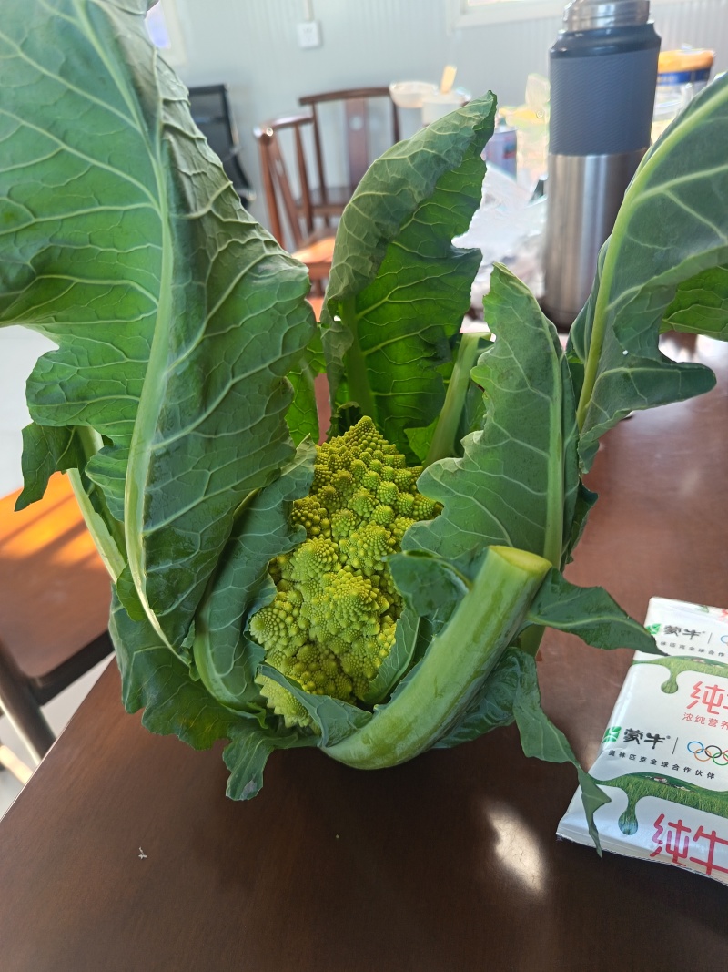 宝塔花椰菜