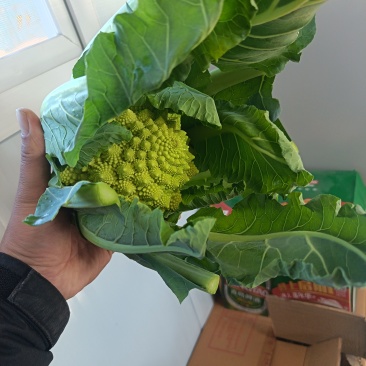 宝塔花椰菜
