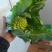 宝塔花椰菜