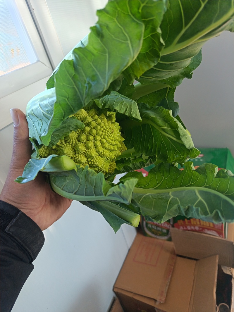 宝塔花椰菜