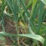 【推荐】蒜苗，红根蒜苗，叶茎粗壮，颜色绿，无黄叶诚信经营