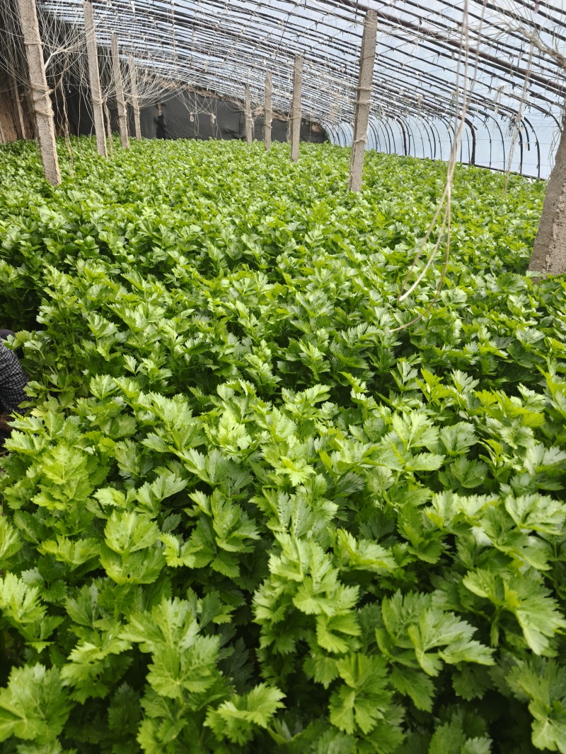 高陵西芹