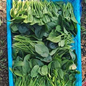 精品菠菜