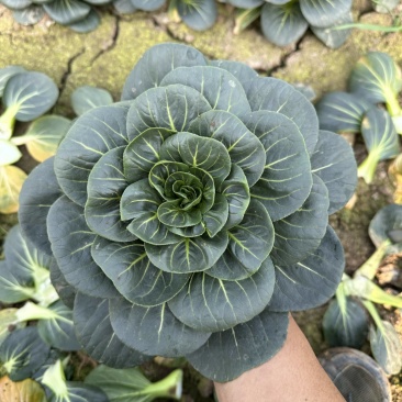 苏州青产地直发