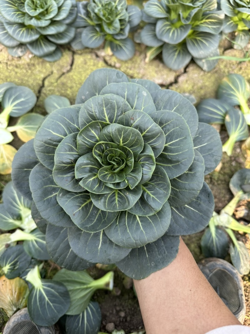 苏州青产地直发