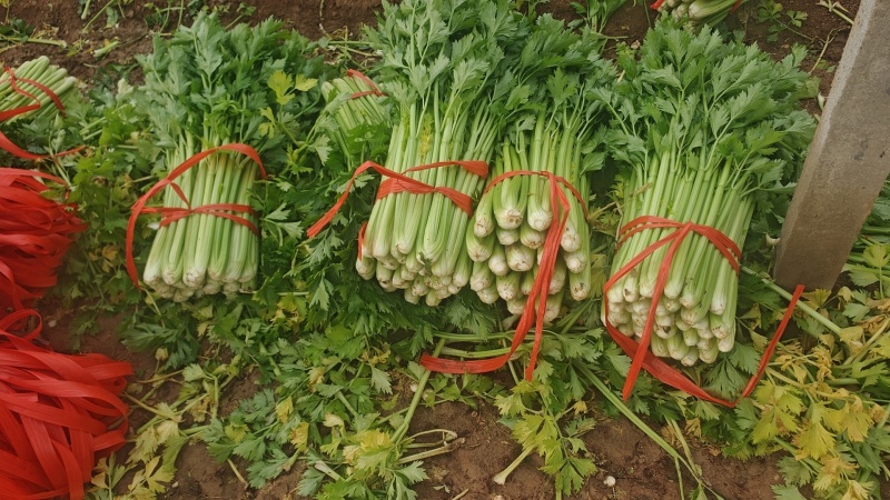 高陵精品西芹大量上市，欢迎各位电商，超市，前来洽谈合作