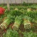 高陵精品西芹大量上市，欢迎各位电商，超市，前来洽谈合作