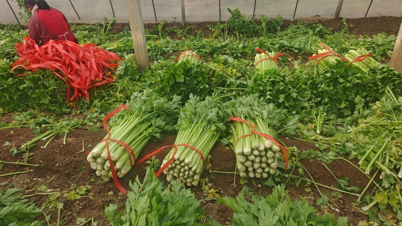 高陵精品西芹大量上市，欢迎各位电商，超市，前来洽谈合作