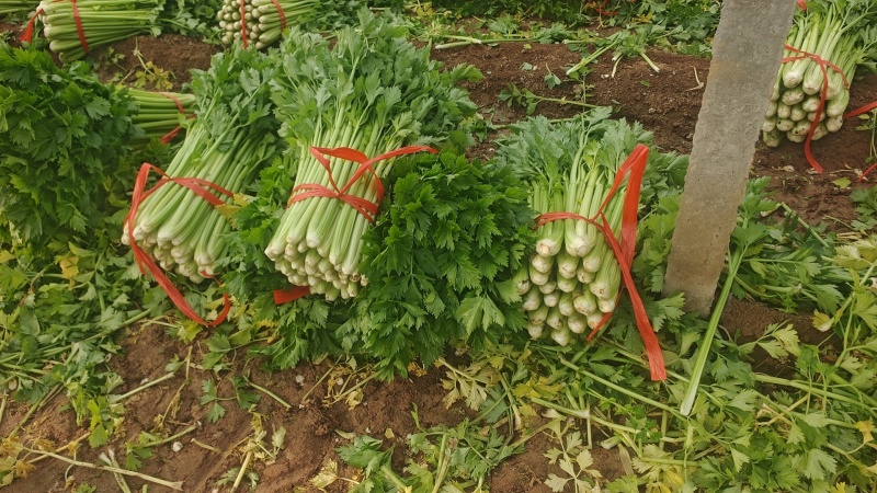 高陵精品西芹大量上市，欢迎各位电商，超市，前来洽谈合作