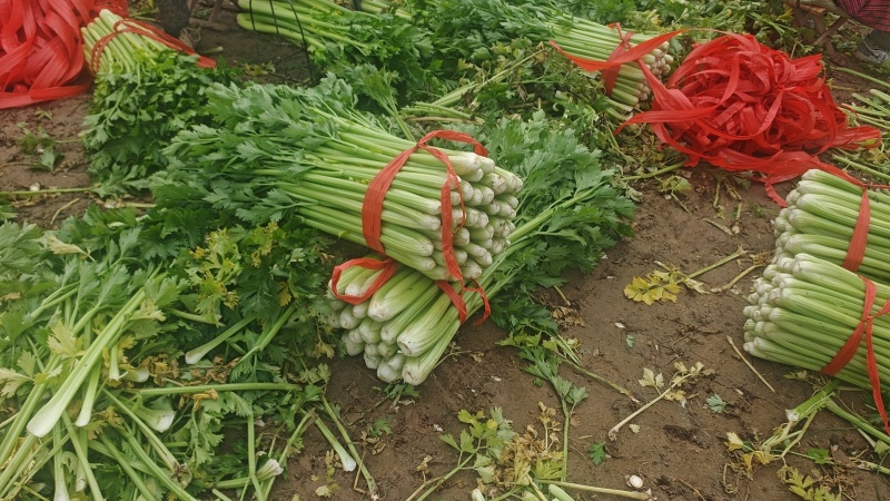 高陵精品西芹大量上市，欢迎各位电商，超市，前来洽谈合作