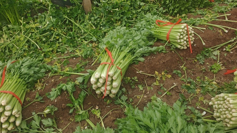高陵精品西芹大量上市，欢迎各位电商，超市，前来洽谈合作