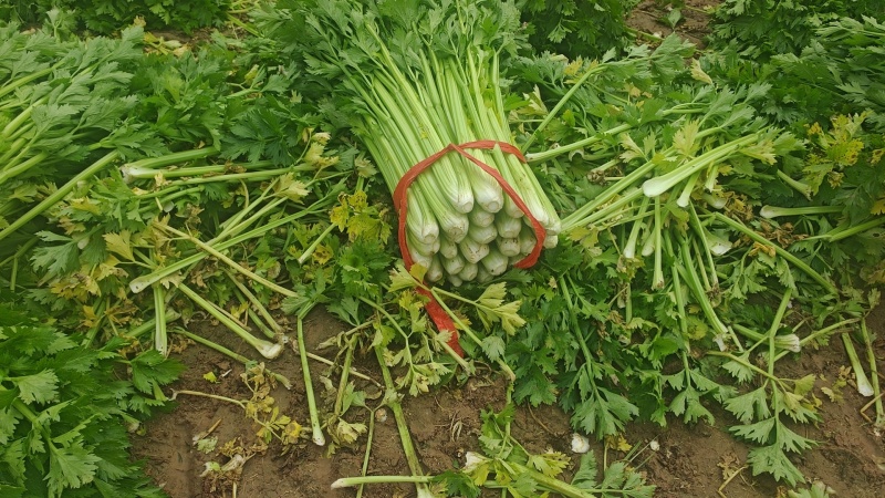 高陵精品西芹大量上市，欢迎各位电商，超市，前来洽谈合作