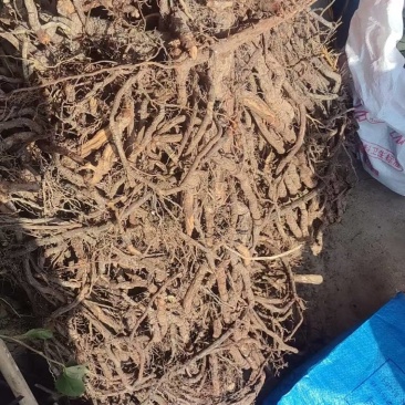江西赣州特产黑老虎根地直发量大价优欢迎随时看货