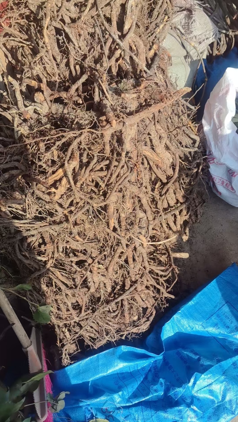 江西赣州特产黑老虎根地直发量大价优欢迎随时看货