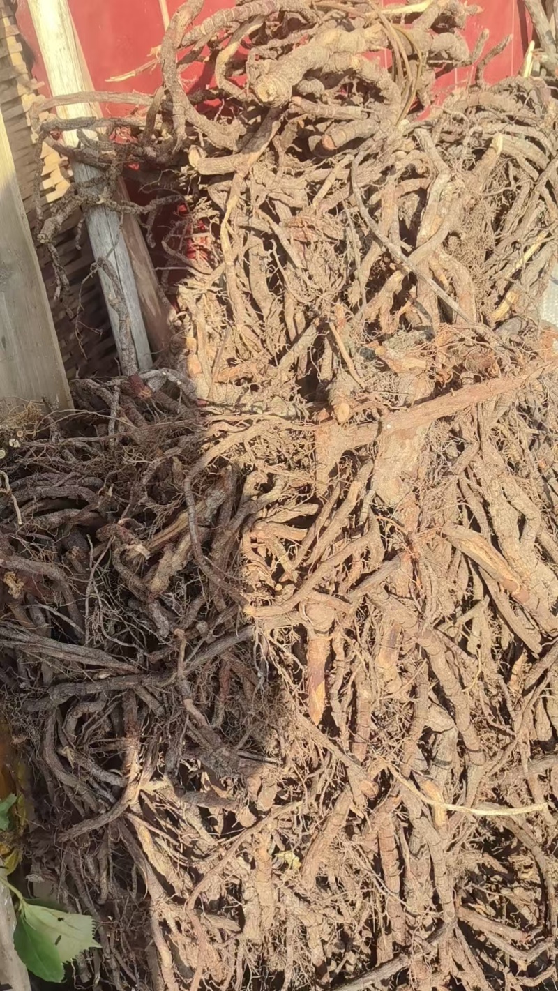 江西赣州特产黑老虎根地直发量大价优欢迎随时看货