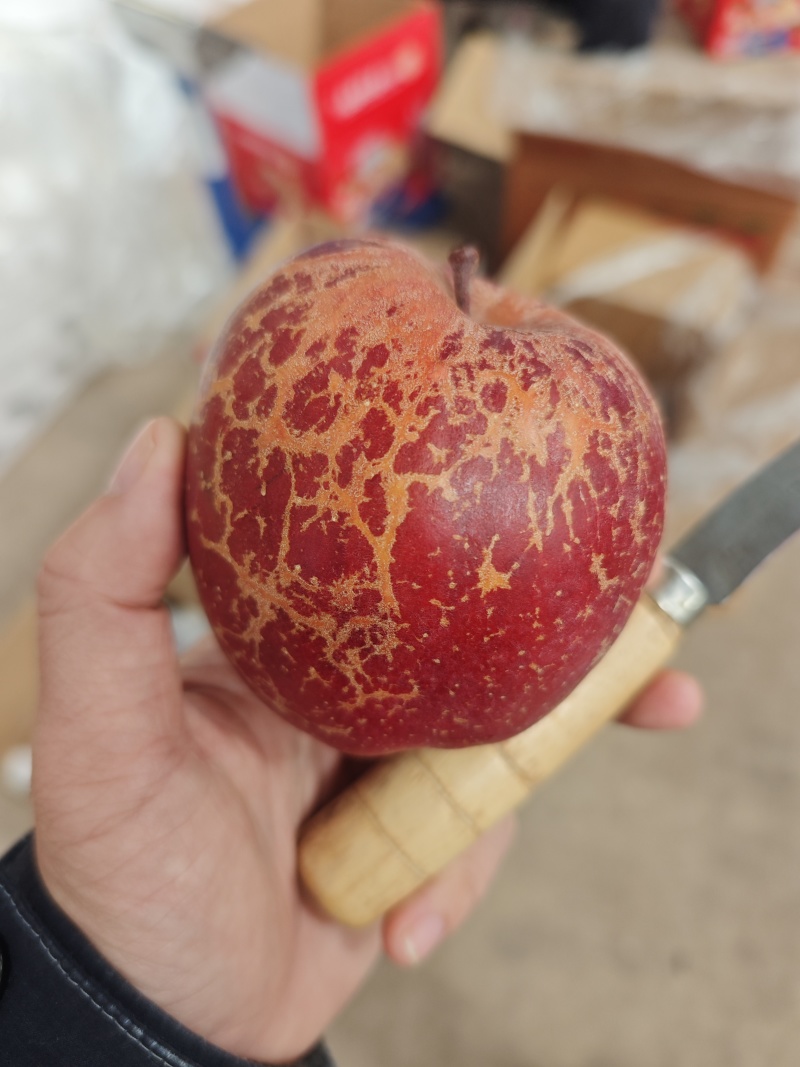 大凉山盐源丑苹果绿盟机单果150g+(75mm+)精品果