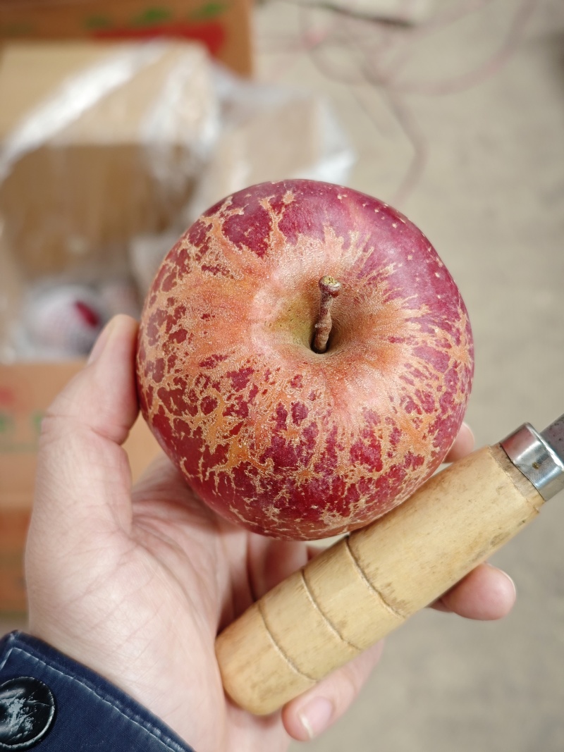 大凉山盐源丑苹果绿盟机单果150g+(75mm+)精品果