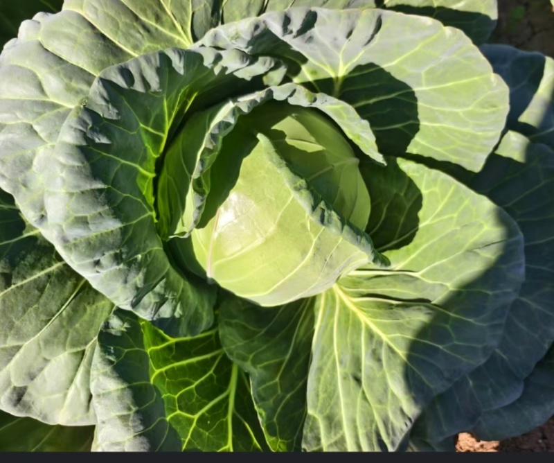 云南精品小甘蓝/圆包菜/大量上市产地直发/量大价优