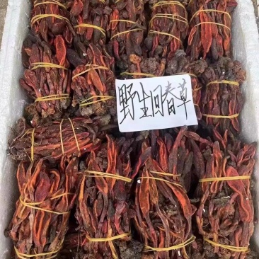 野生回春草，不老草，起阳草，男士滋补泡酒料中药材