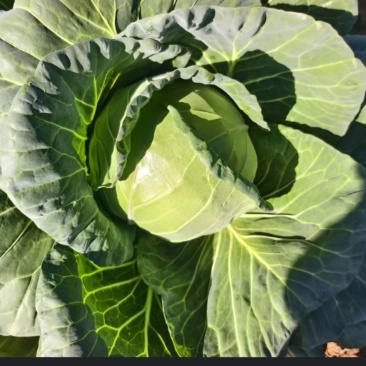 云南精品小甘蓝/圆包菜/大量上市产地直发/量大价优