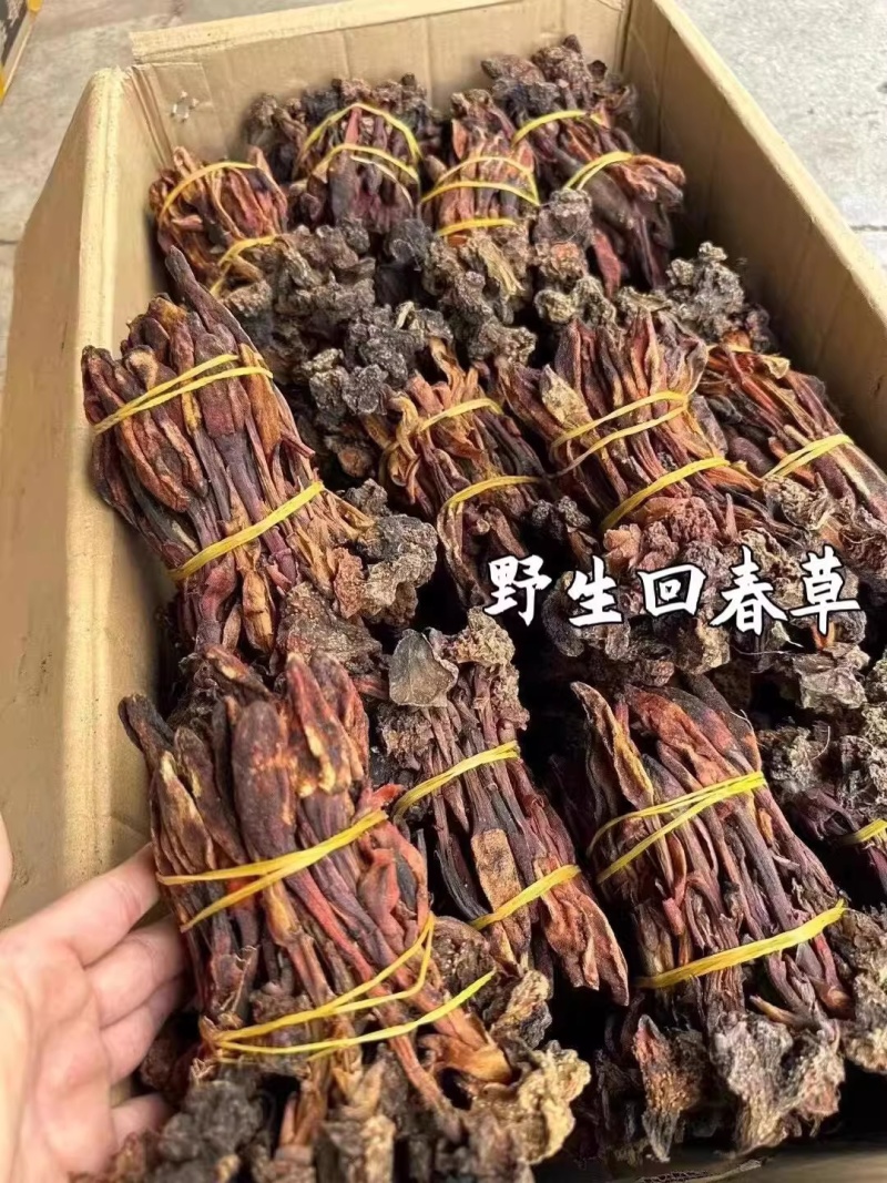 野生回春草，不老草，起阳草，男士滋补泡酒料中药材