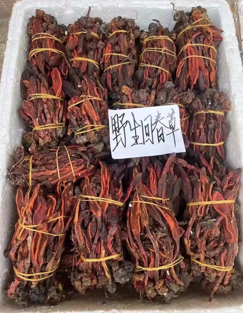 野生回春草，不老草，起阳草，男士滋补泡酒料中药材