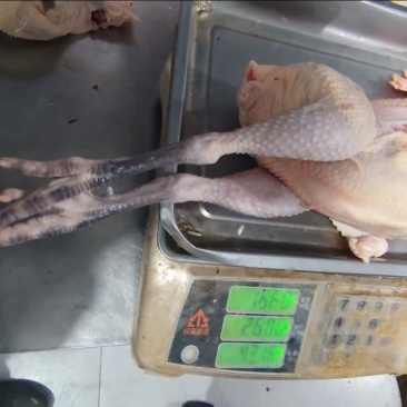 浙江肉类食品白条鸡/诚信经营/量大价优可谈/欢迎下单
