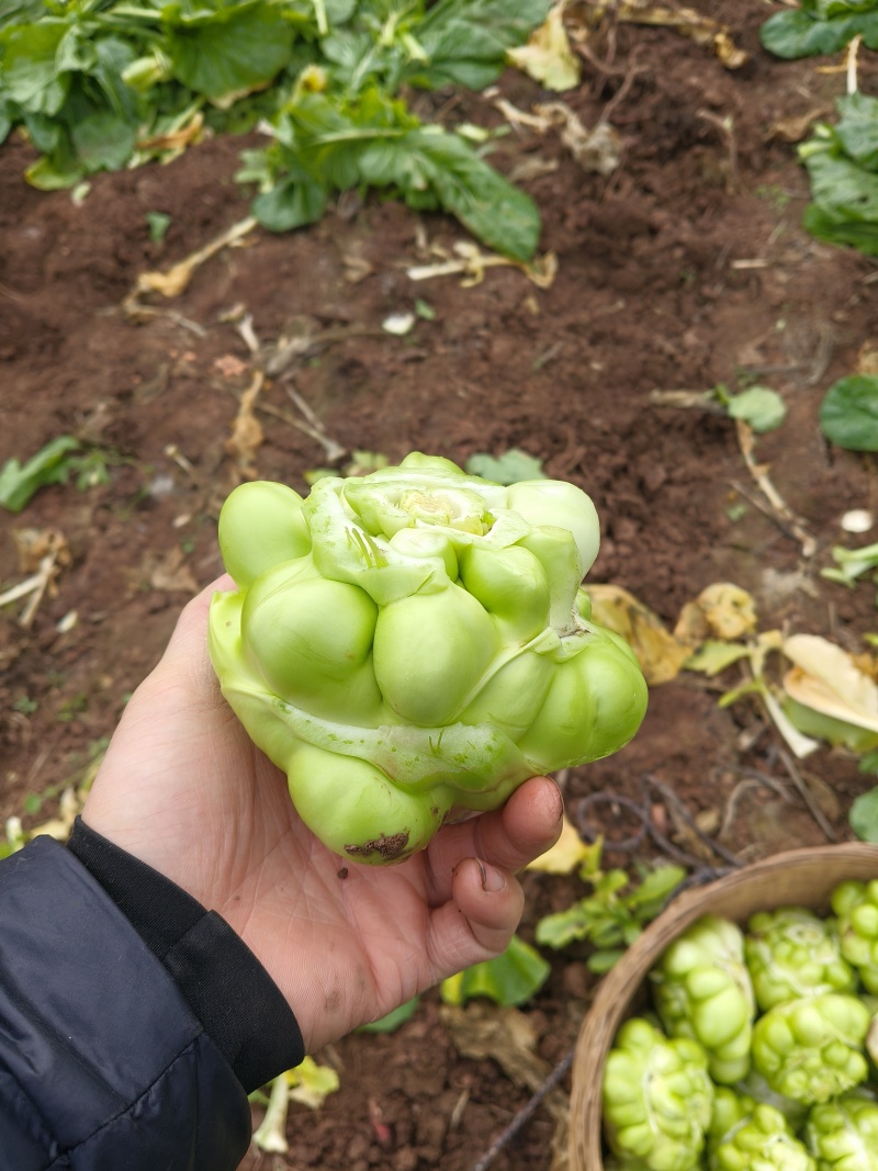 四川榨菜，量大从优，大量供应。
