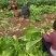 四川榨菜，量大从优，大量供应。