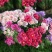 古代希稀花种子别春花高代花籽阳台盆栽室外庭院春秋开花四季