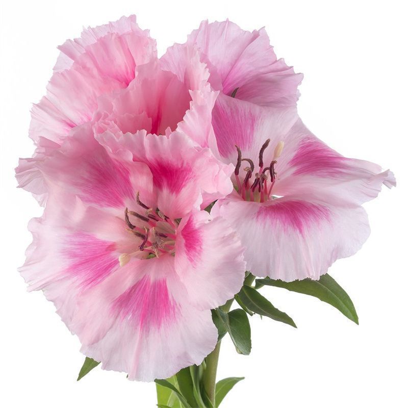 古代希稀花种子别春花高代花籽阳台盆栽室外庭院春秋开花四季