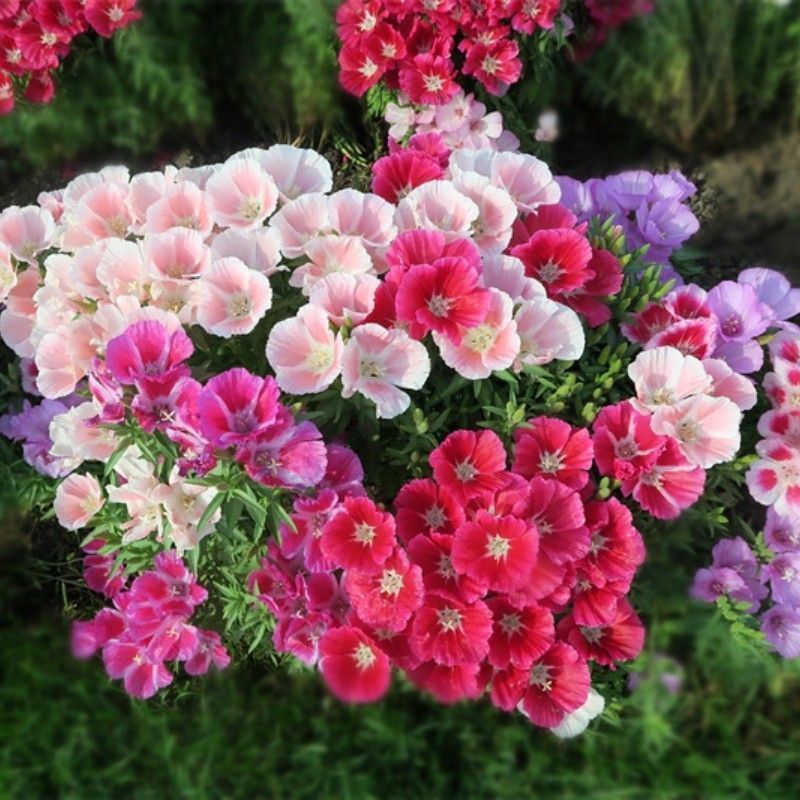 古代希稀花种子别春花高代花籽阳台盆栽室外庭院春秋开花四季