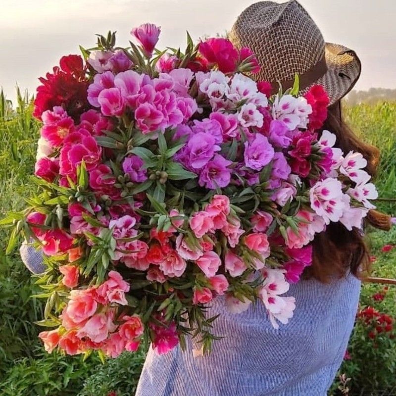 古代希稀花种子别春花高代花籽阳台盆栽室外庭院春秋开花四季