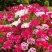 古代希稀花种子别春花高代花籽阳台盆栽室外庭院春秋开花四季