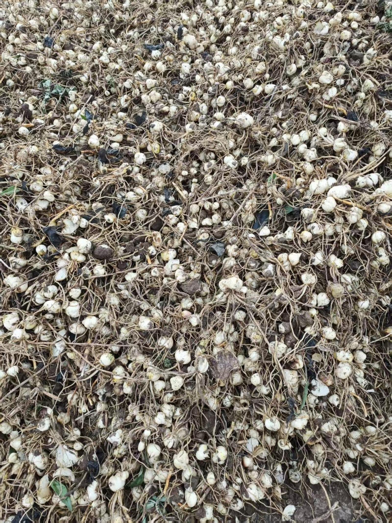 进口荷兰重瓣香水百合种球适合盆栽地载阳台载