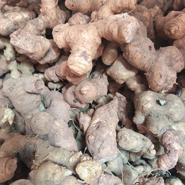 黄精鲜货，电话***********