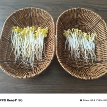 神泉谷山泉水黄豆芽