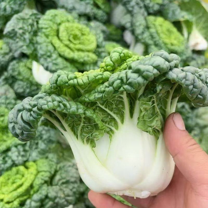 黄心乌