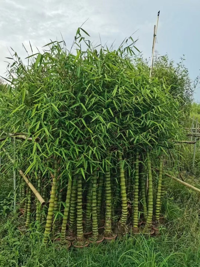 各种竹子，欢迎采购