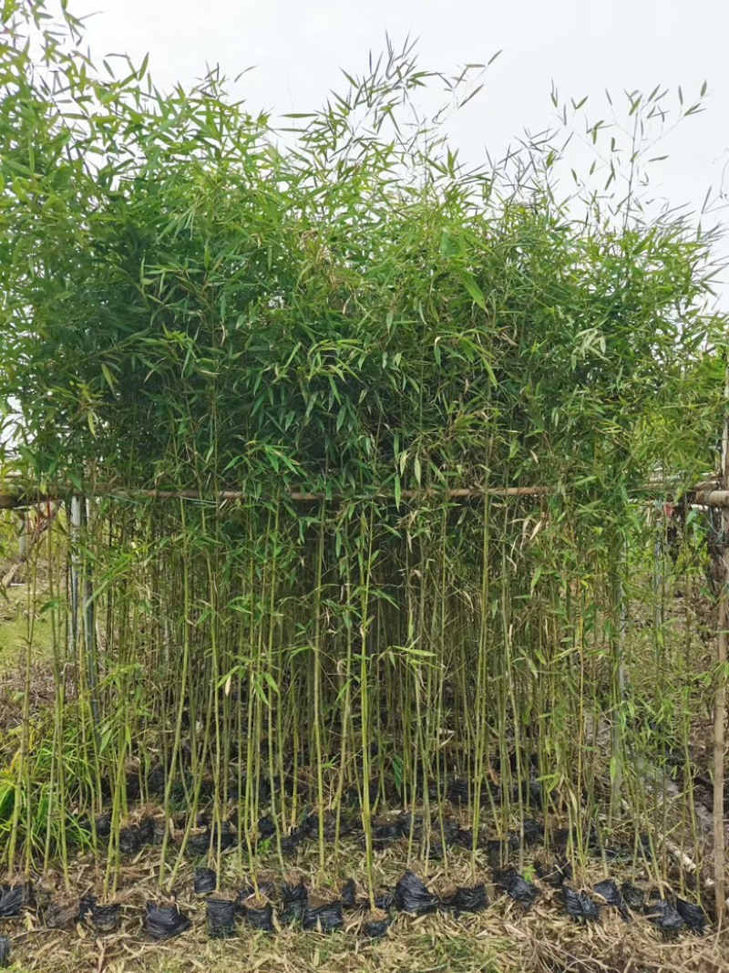 各种竹子，欢迎采购