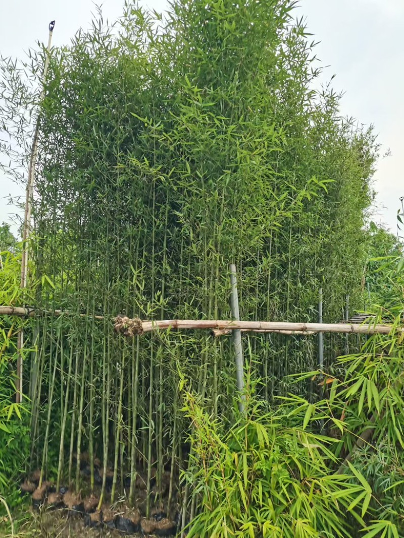 各种竹子，欢迎采购