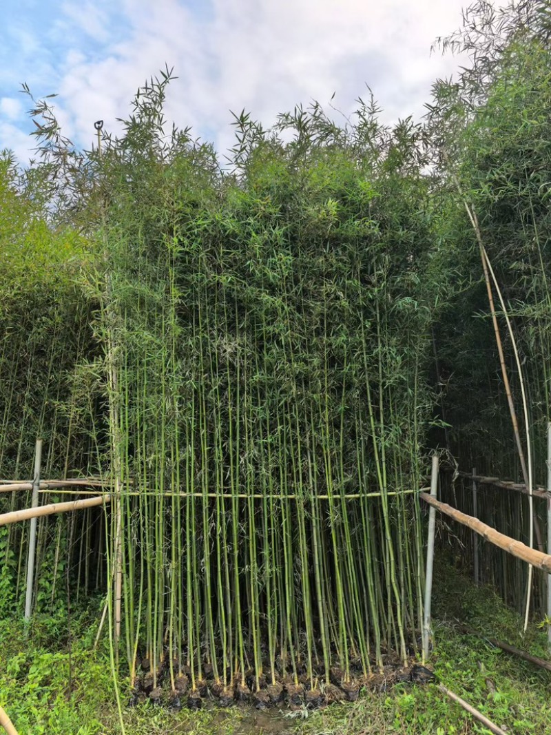 各种竹子，欢迎采购
