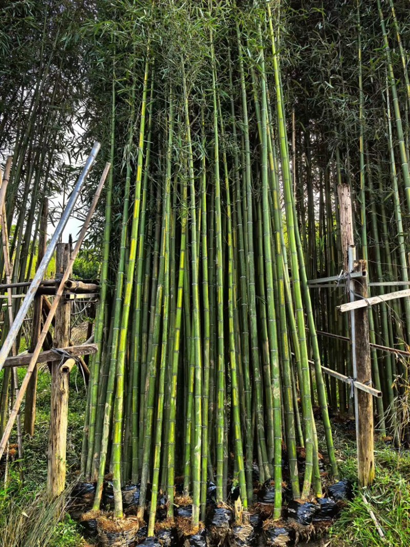 各种竹子，欢迎采购