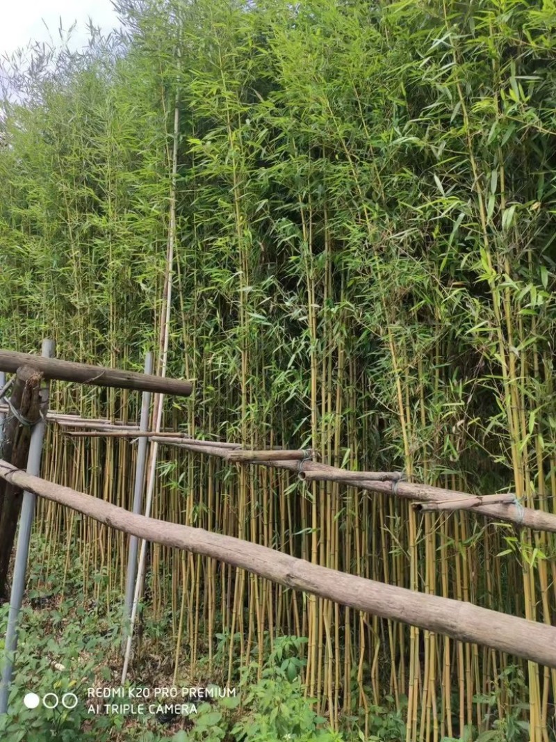 各种竹子，欢迎采购