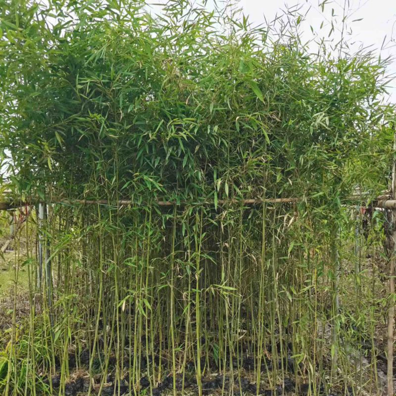 各种竹子，欢迎采购