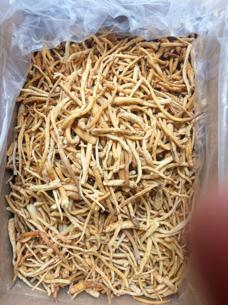 川明参本色节子