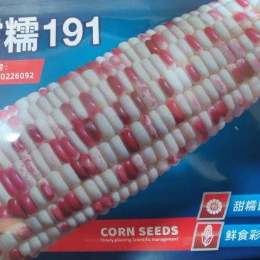 杜绝假货彩甜糯棒玉米种子大好吃玉米种子鲁申玉