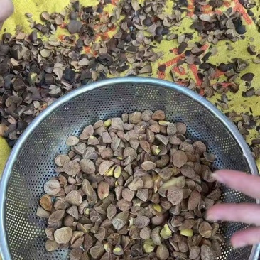 茶油果，有几十吨现货，有实力的老板来撩，没有实力勿扰！